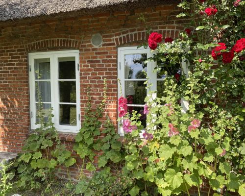 Fenster und Rosen